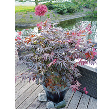 Japanse esdoorn in pot op een terras