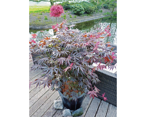 Japanse esdoorn in pot op een terras