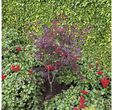 Kleine esdoorn met rood blad in de tuin.