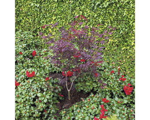 Kleine esdoorn met rood blad in de tuin.