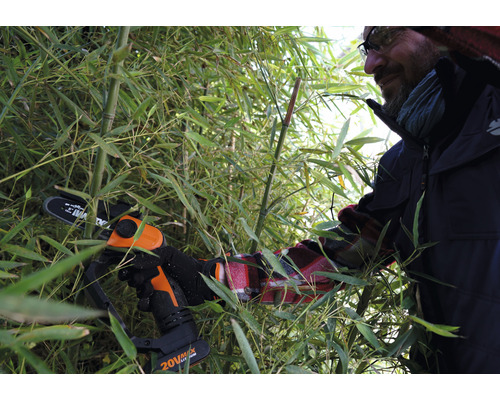 Persoon snoeit bamboe met een accu kettingzaag