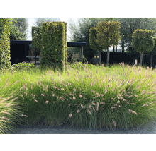 Landschapsbeeld met siergrassen en gesnoeide bomen in de tuin