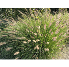 Siergras met bloeiwijzen in de tuin