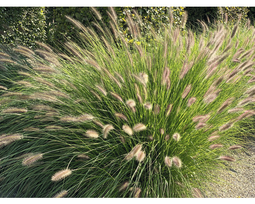 Siergras met bloeiwijzen in de tuin