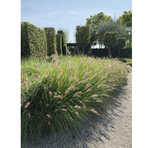 Tuin met siergrassen en buxushagen