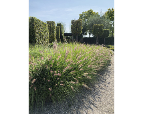 Tuin met siergrassen en buxushagen
