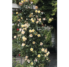 Klimroos met gele bloemen op een pergola
