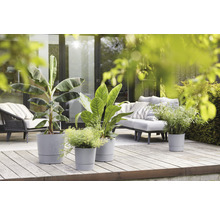 Diverse planten in plantenbakken op een houten terras met tuinmeubelen