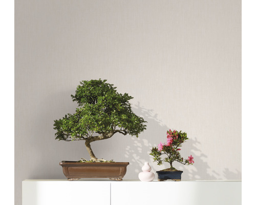 Twee kamerbonsais op een plank