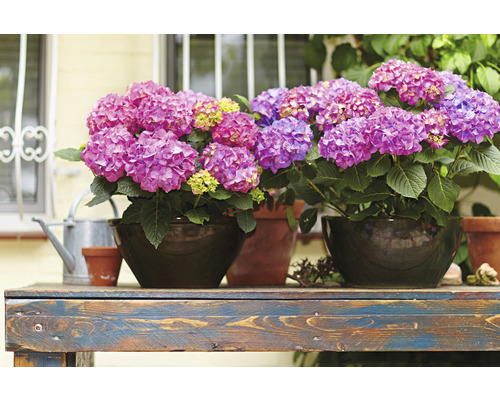 Arrangement met hortensia''s in potten op een houten tafel