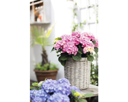 Roze hortensia in een gevlochten pot op een houten tafel