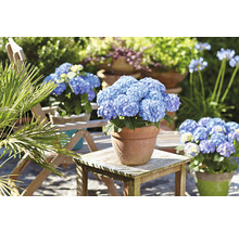Hortensia Hydrangea macrophylla 'Diva fiore' ® Blau potmaat Ø 22 cm H 30-40 cm