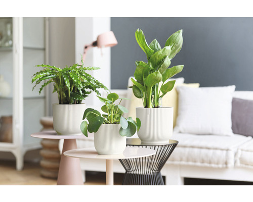 Kamerplanten in potten op bijzettafels in een woonkameromgeving