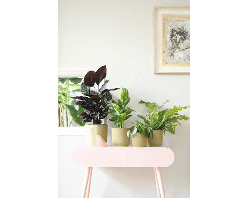 Kamerplanten in plantenbakken op een consoletafel als decoratie