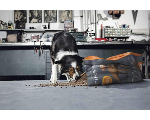 Een Border Collie eet hondenvoer uit een open zak van het merk Finevo.