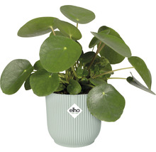 Pannenkoekenplant in pot