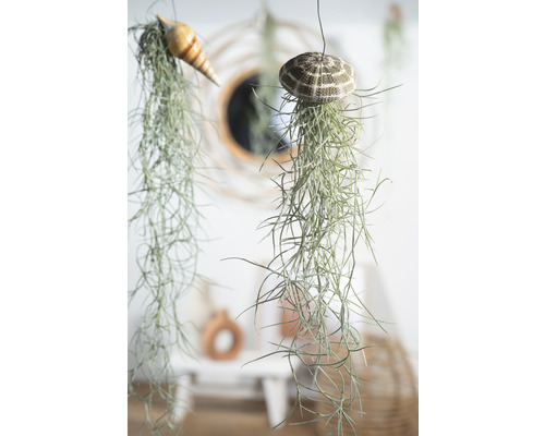 Hangende tillandsia''s met schelpen als decoratie in een lichte ruimte.