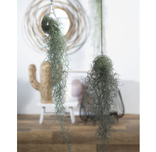 FLORASELF Spaanse mos Tillandsia Usneoidus