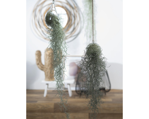 Twee hangende Tillandsia''s in glazen vazen als kamerplantdecoratie.