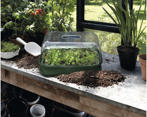 Zaailingbak met jonge planten, plantschep en potgrond op een tafel in een kas.