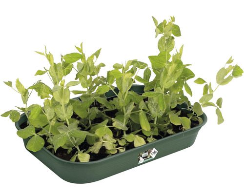 Erwtenspruiten in een kweekbak