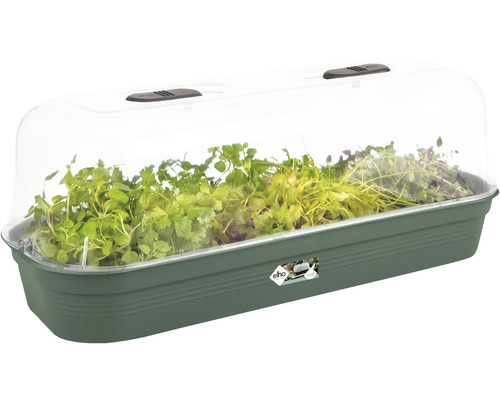 Kweekbak met transparante kap en planten