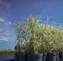 FLORASELF Reuzenriet Arundo donax 'Variegata' potmaat 6 liter H 30-100 cm