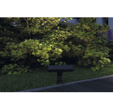 Tuin met bomen en buitenlamp
