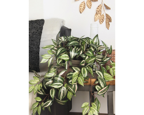 Kamerplant met gestreepte bladeren op een tafel