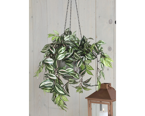 Hangplant met groen-witte bladeren in een pot met kettingophanging