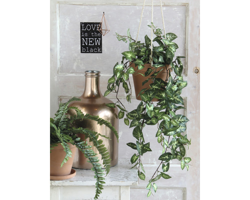 Decoratieve scène met hangplant, varen in pot en gouden fles op een plank.