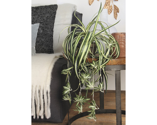 Kamer met groene plant in pot op een bijzettafel naast een bank