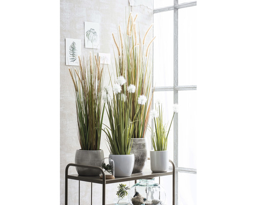 Decoratieve grassen in potten geplaatst op een plank.