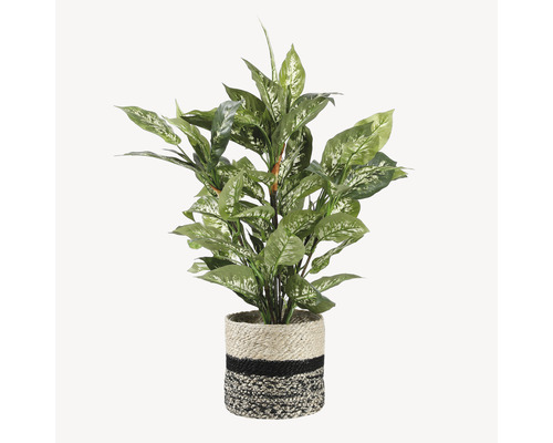 Kunst Dieffenbachia in een pot met gestreept design