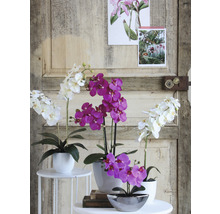 Decoratieve orchideeën in potten op kleine tafels voor een houten deur