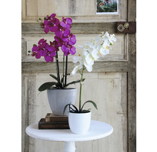 Twee orchideeën in potten op een tafel voor een houten deur