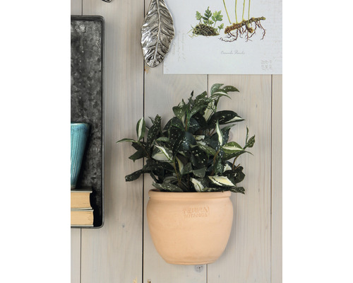 Wanddecoratie met kamerplant in terracotta plantenpot aan een houten wand