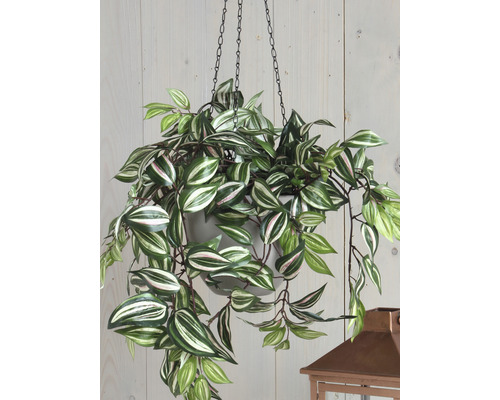 Hangplant met groene en witte bladeren in pot met ketting