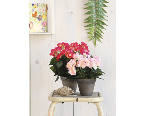 Twee begonia''s in pot met rode en roze bloemen op een kruk met decoratie