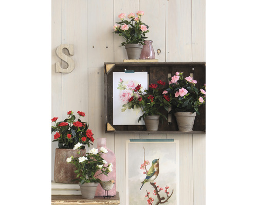 Decoratieve kamerrozen in potten op een plank voor een houten lambrisering