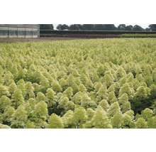 Hortensia Hydrangea paniculata 'Magical Candle' ® potmaat Ø 23 cm H 50-60 cm