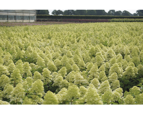 Veld met talloze hortensia''s