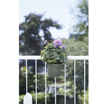 Bloempot met paarse dahlia op een balkonreling