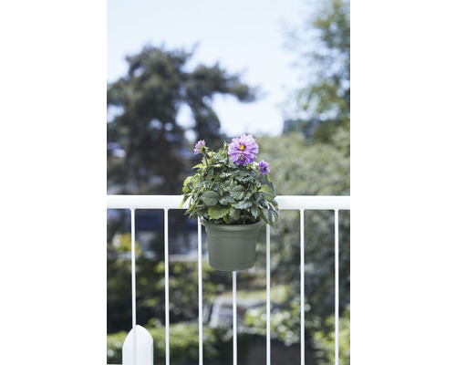 Bloempot met paarse dahlia op een balkonreling