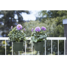 Twee groene bloempotten met paarse dahlia''s op een balkon