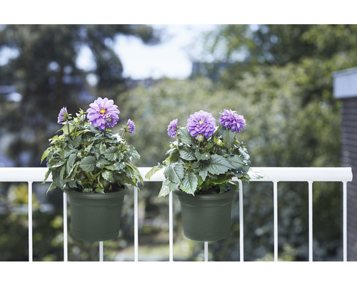 Twee groene bloempotten met paarse dahlia''s op een balkon