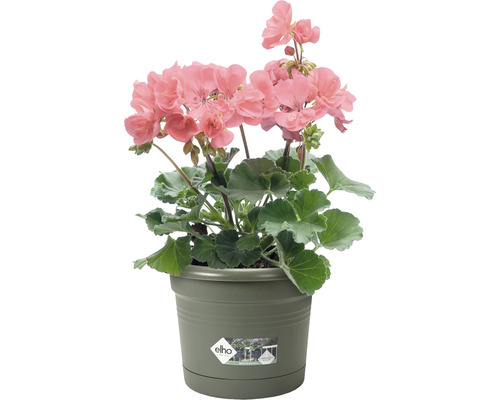 Geranium in een Elho bloempot