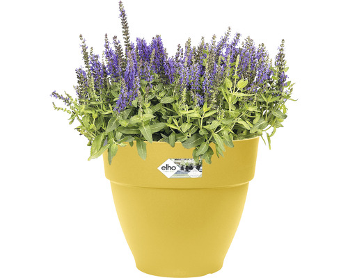 Bloempot met bloeiende planten