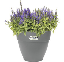 Bloeiende plant in grijze bloempot