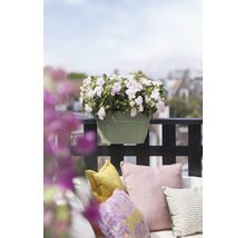 Bloempot met witte bloemen op een balkon met kussens.